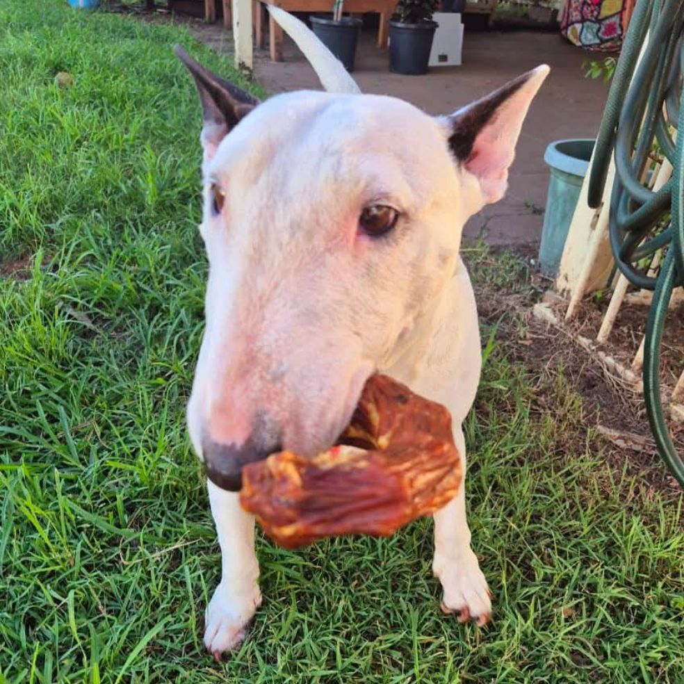 Pigs Ears 5 Pack