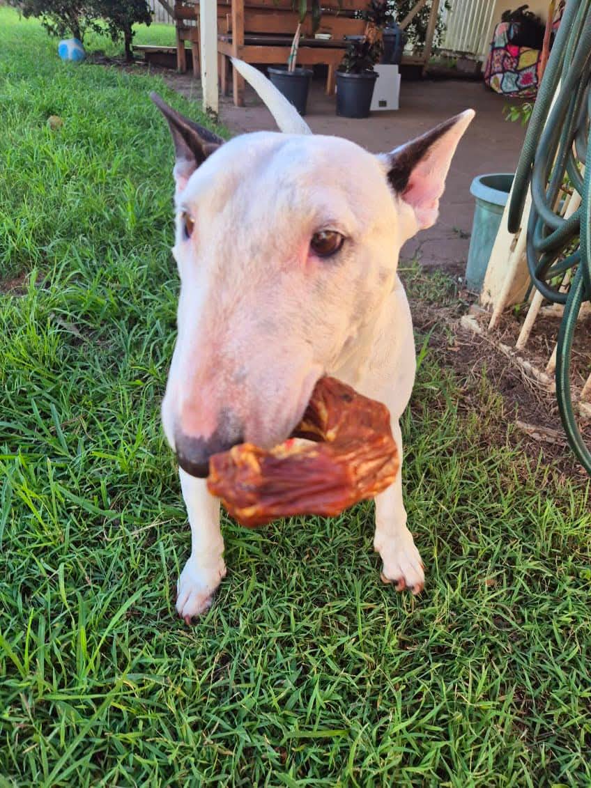Pigs Ears