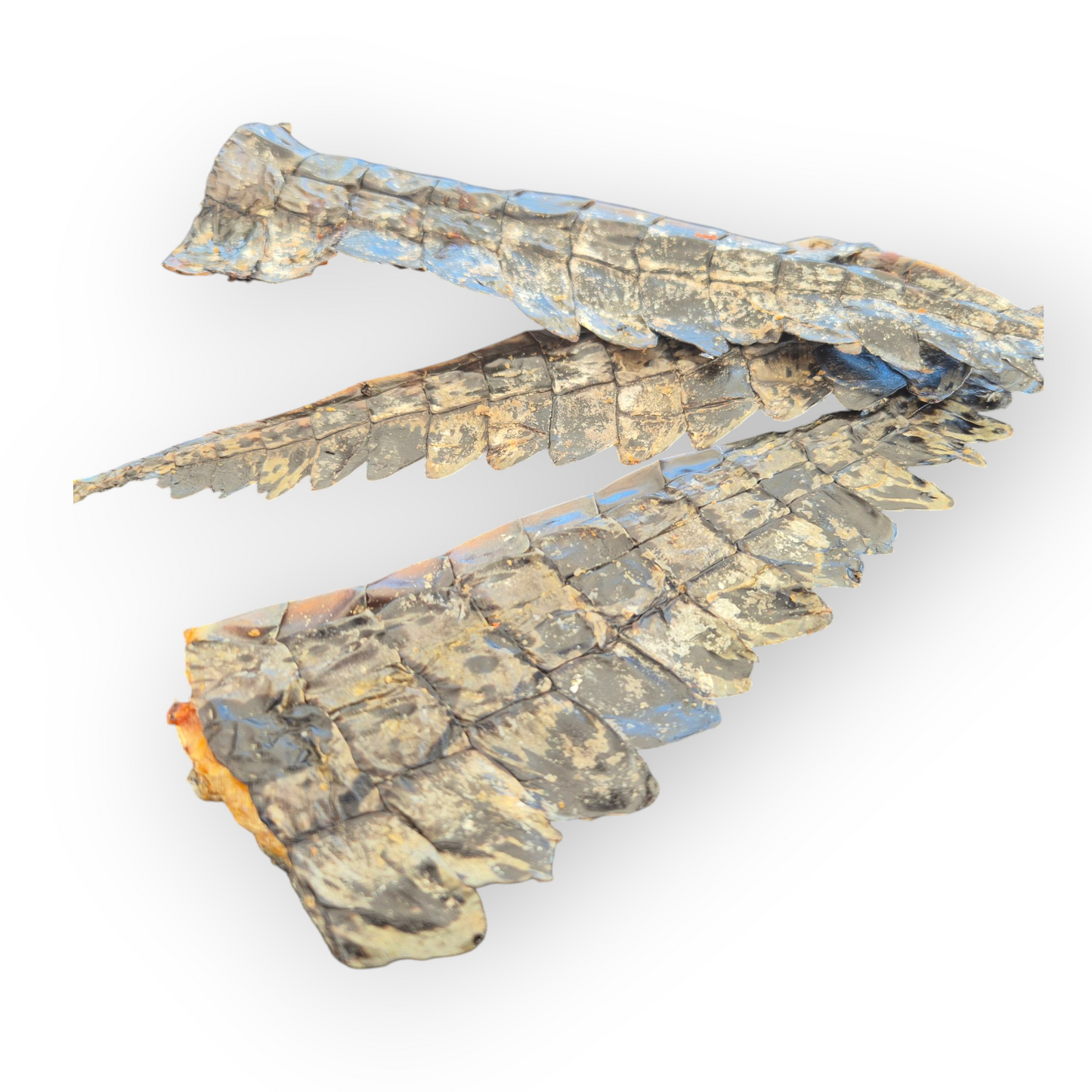 Crocodile Tails 3 Pack