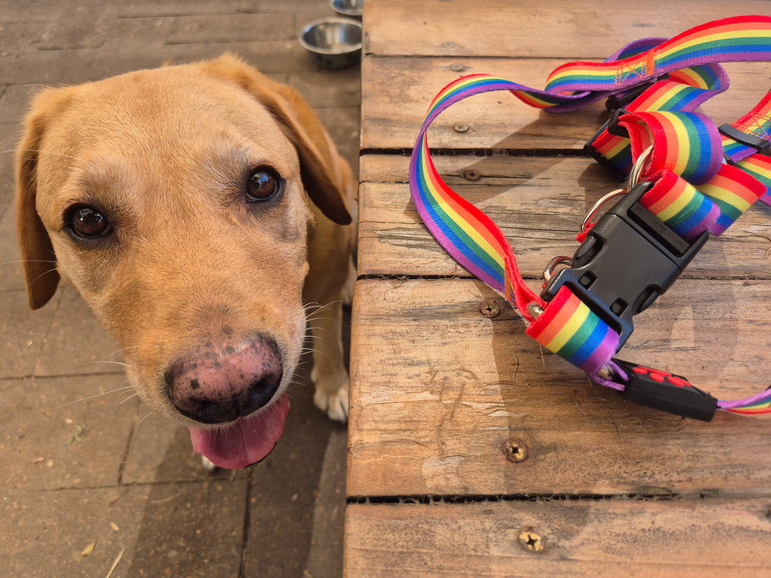 Rainbow Dog Harness