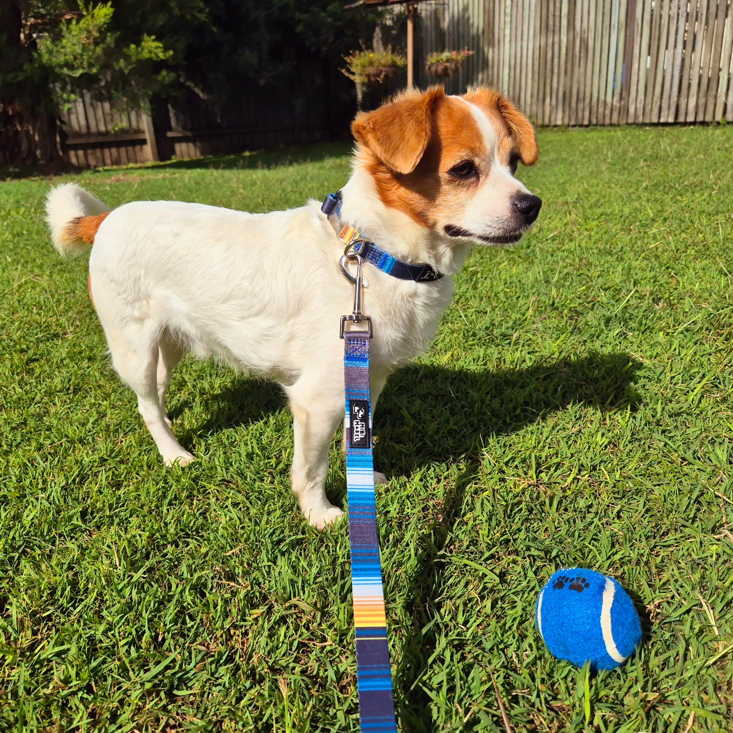 Blue Dog Collar and Lead Set Mini Mabel