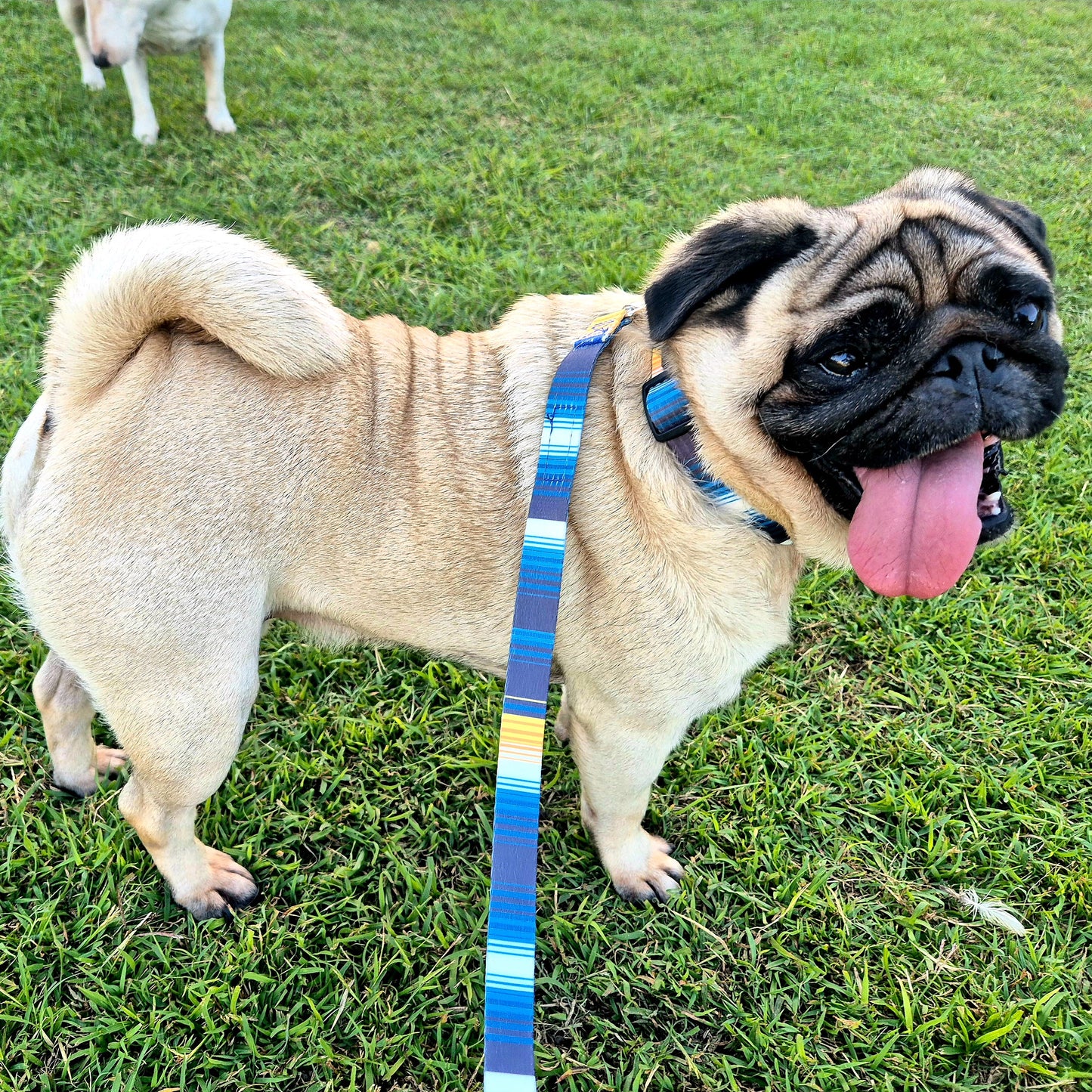 Blue Eyed Boi Dog Lead