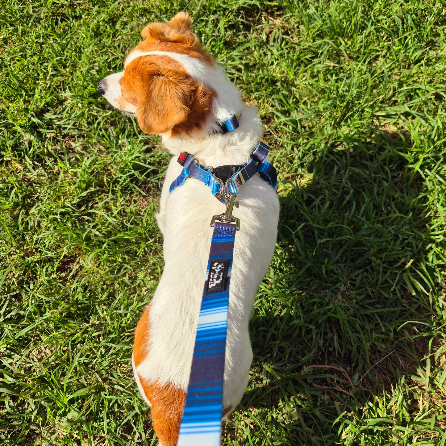 Blue Step In Affordable Dog Harness Mini Mabel