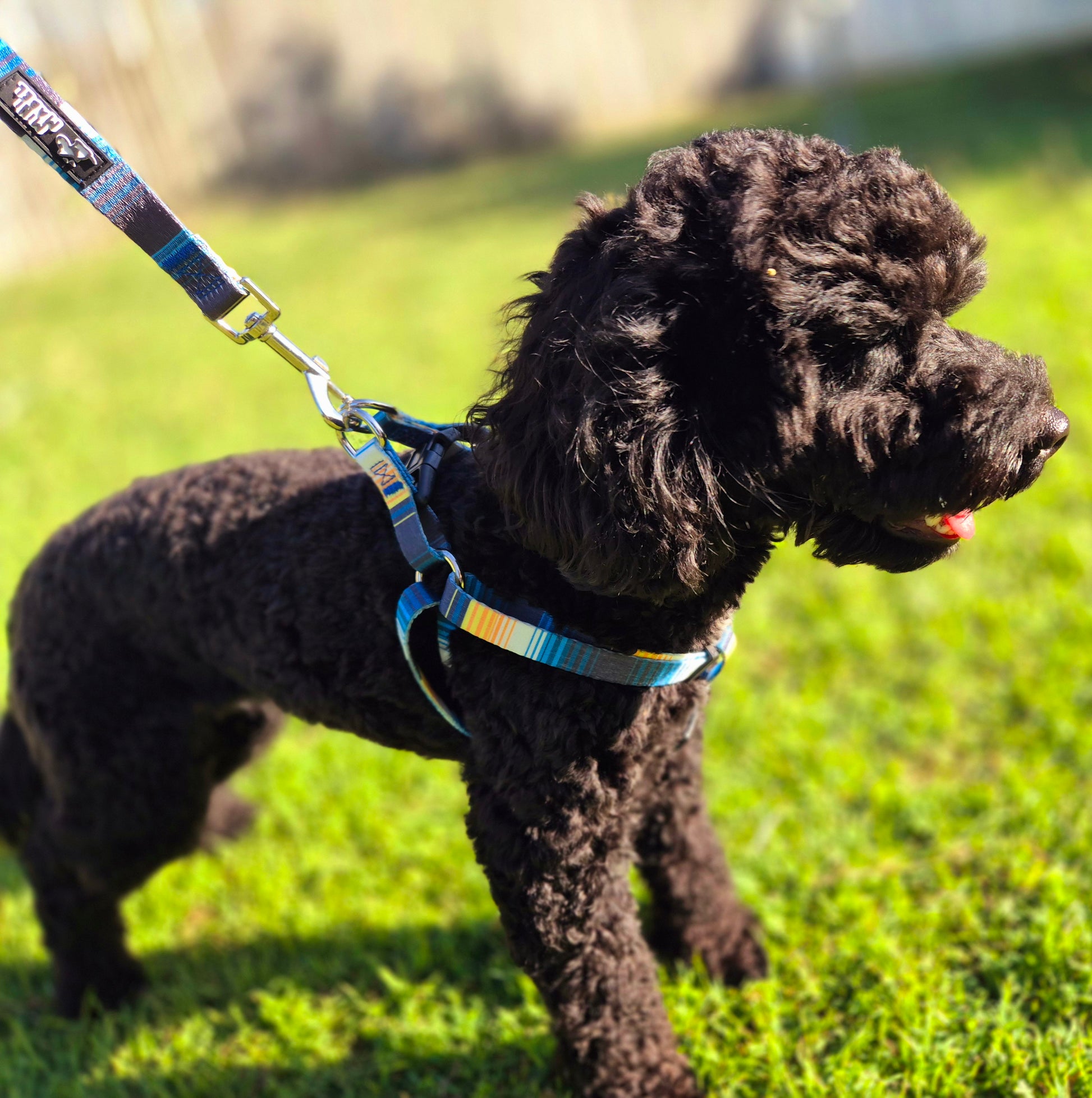 Blue Step In Affordable Dog Harness Mini Mabel