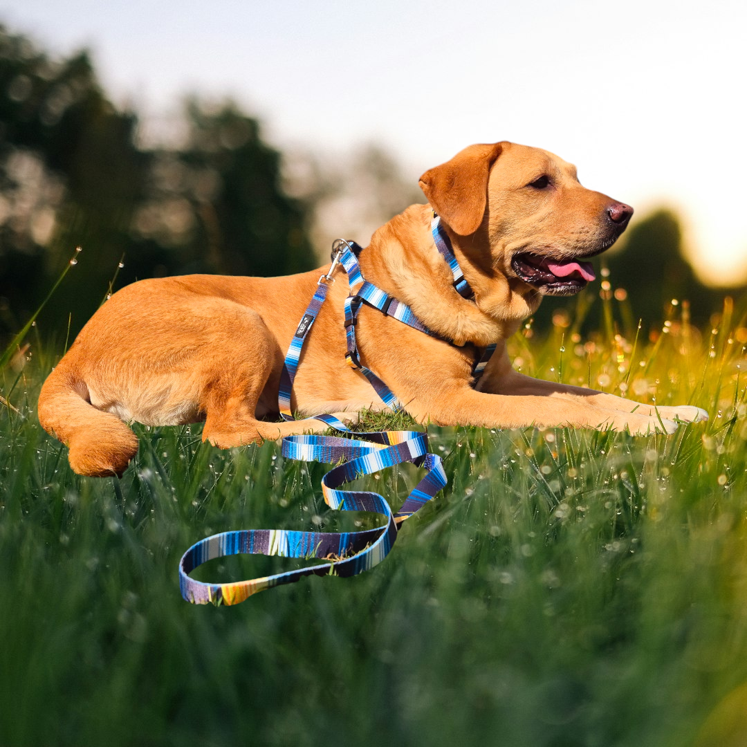 Blue Step In Affordable Dog Harness Mini Mabel