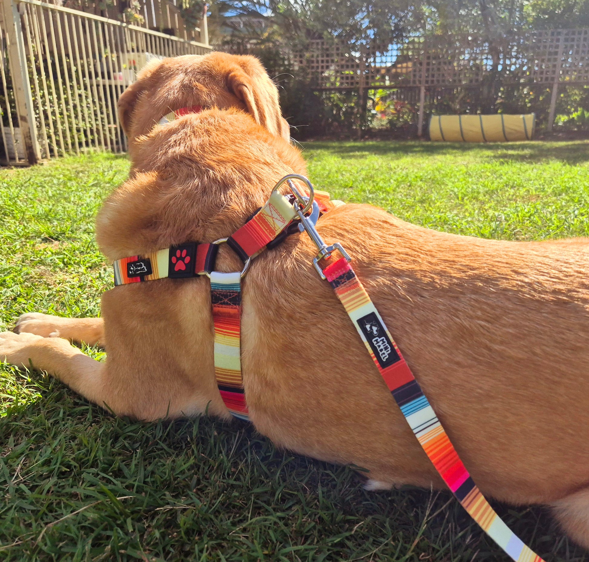 Dog Harness Bright Orange Yellow Mini Mabel