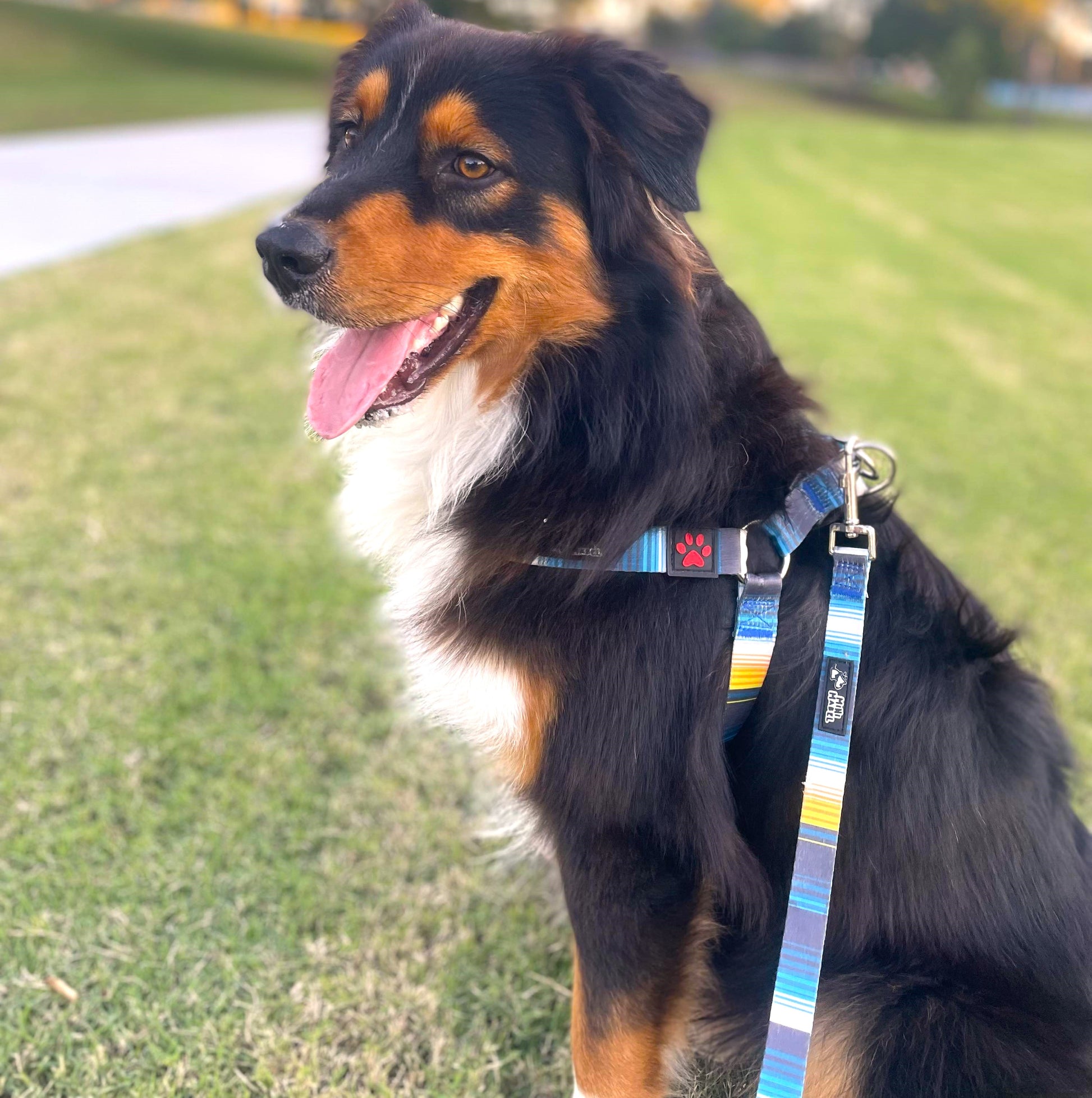 Blue Step In Affordable Dog Harness Mini Mabel