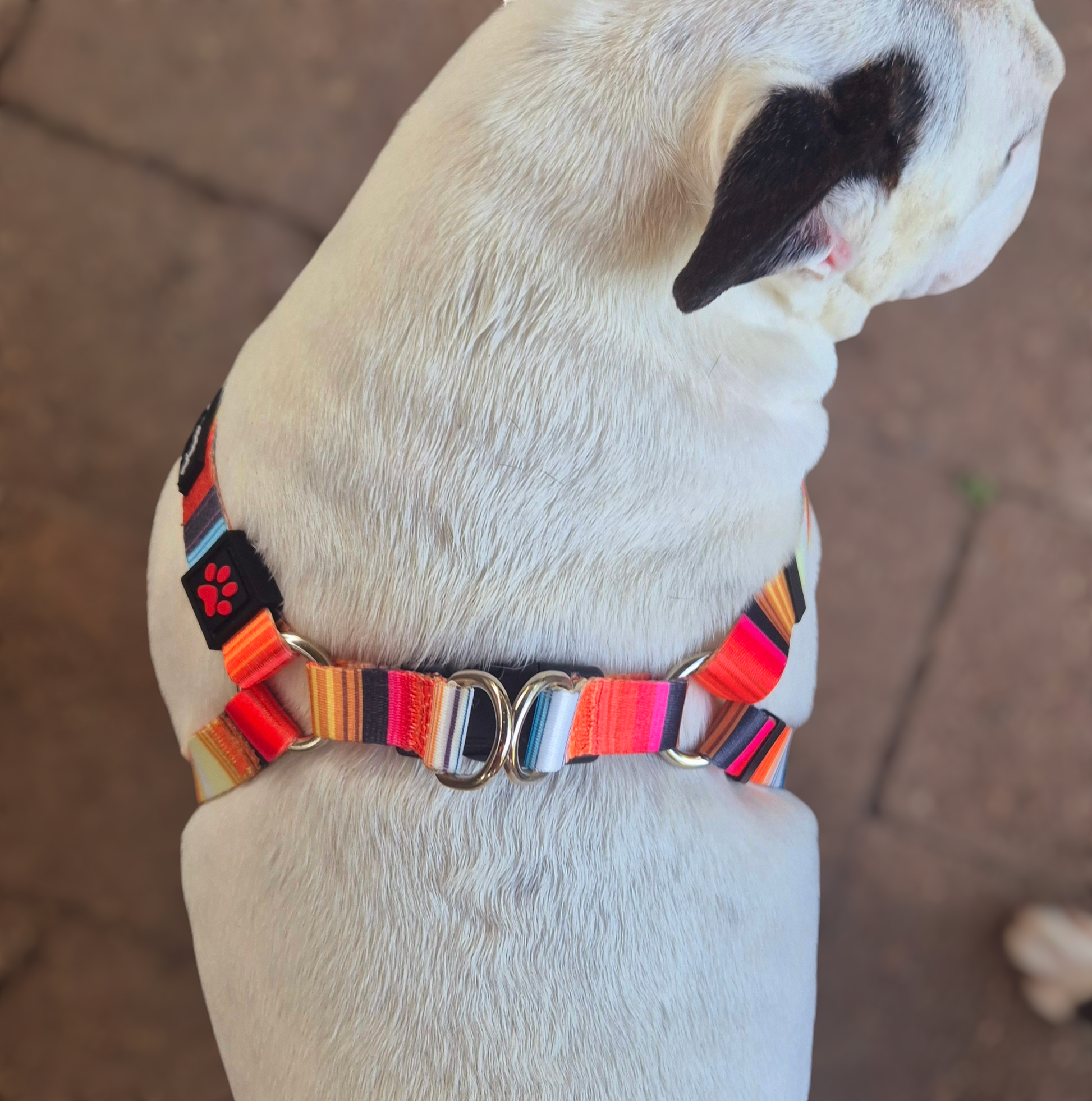 Dog Harness Bright Orange Yellow Mini Mabel