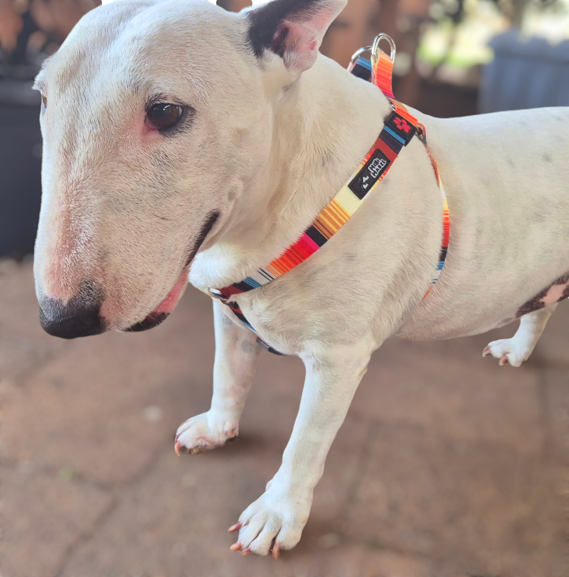 Dog Harness Bright Orange Yellow Mini Mabel