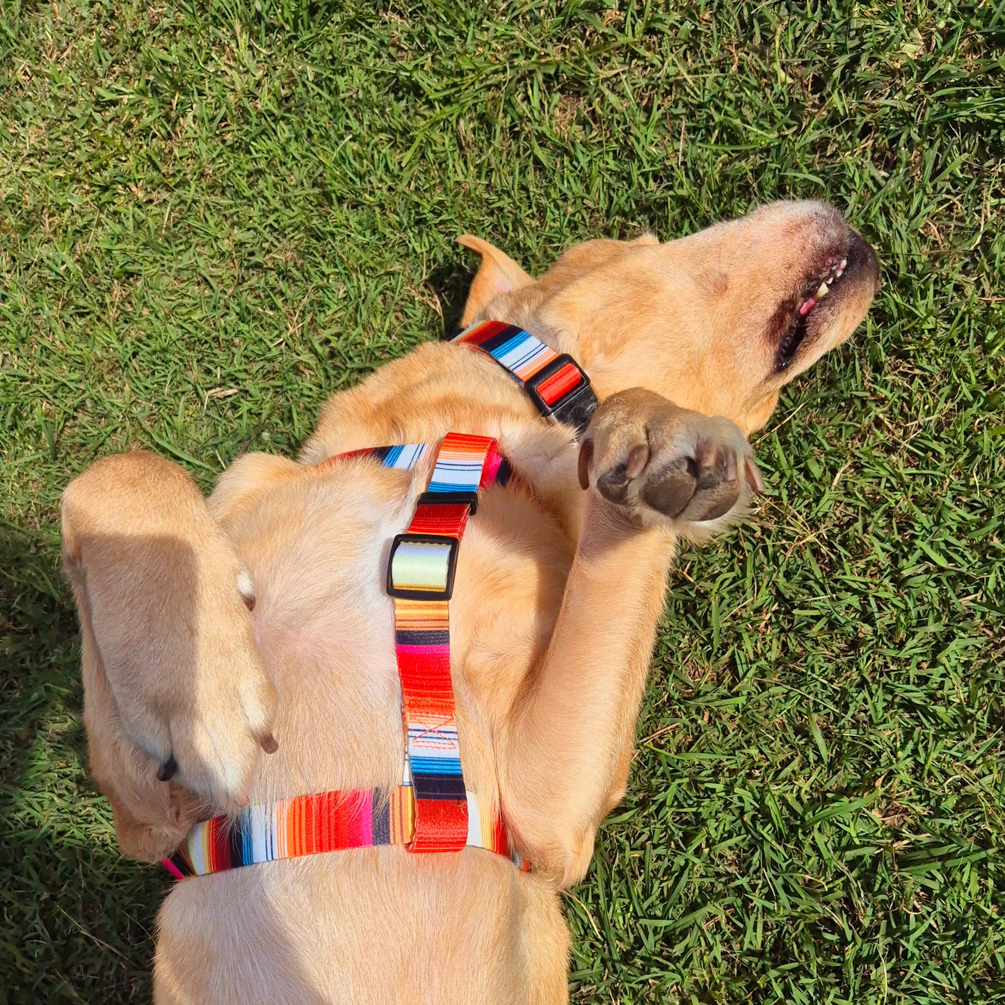 Dog Harness Bright Orange Yellow Mini Mabel