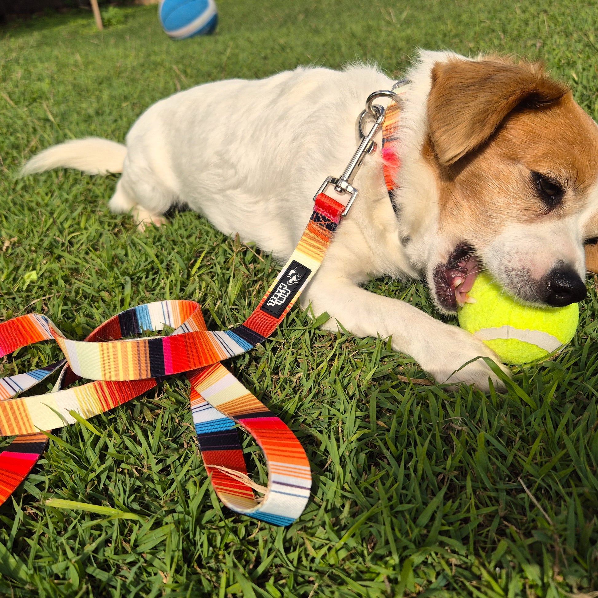 Mini Mabel Orange Dog Collar and Lead Set Sunshine Lollipop