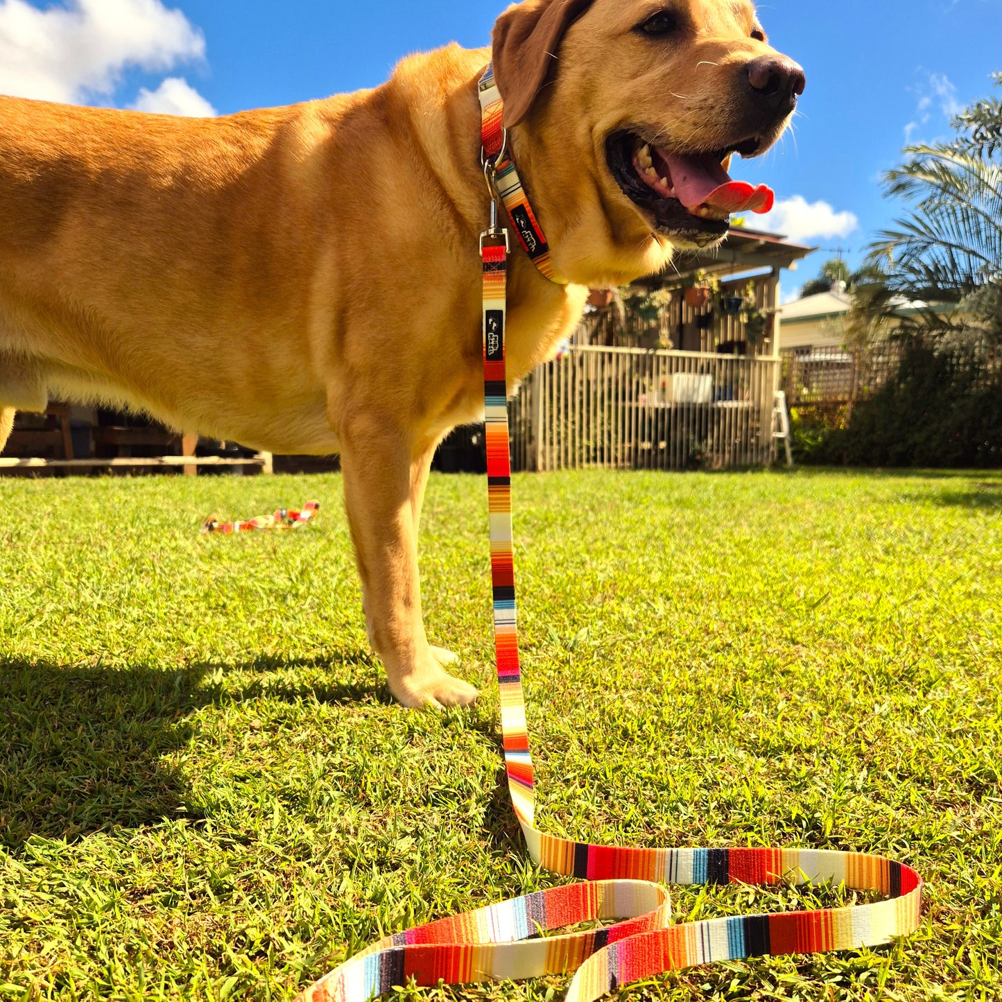 Mini Mabel Orange Dog Collar and Lead Set Sunshine Lollipop