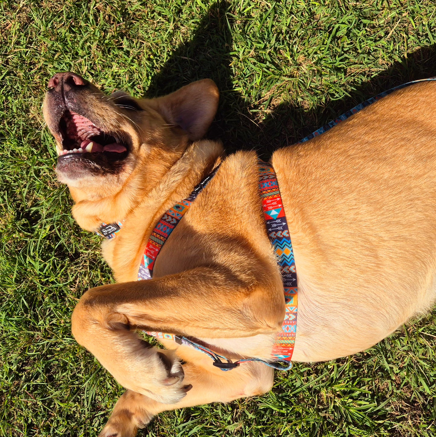 Tribal Dog Harness Blue Orange Mini Mabel