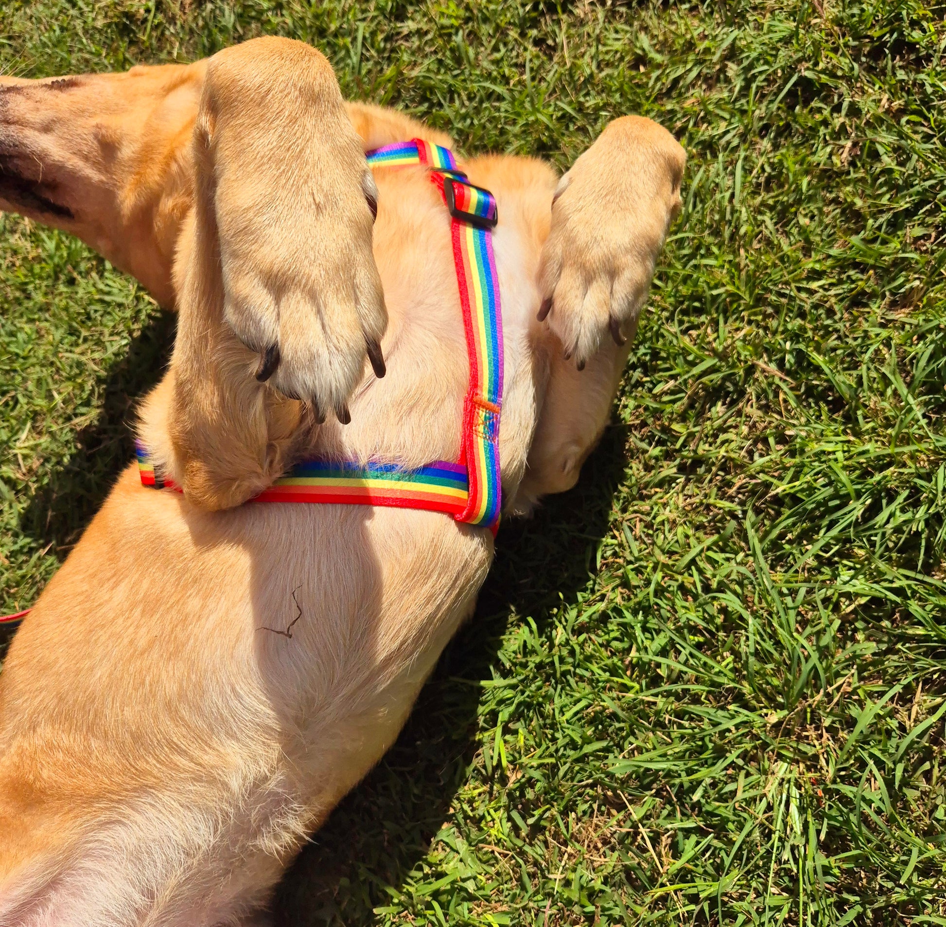 Rainbow Dog Harness Mini Mabel