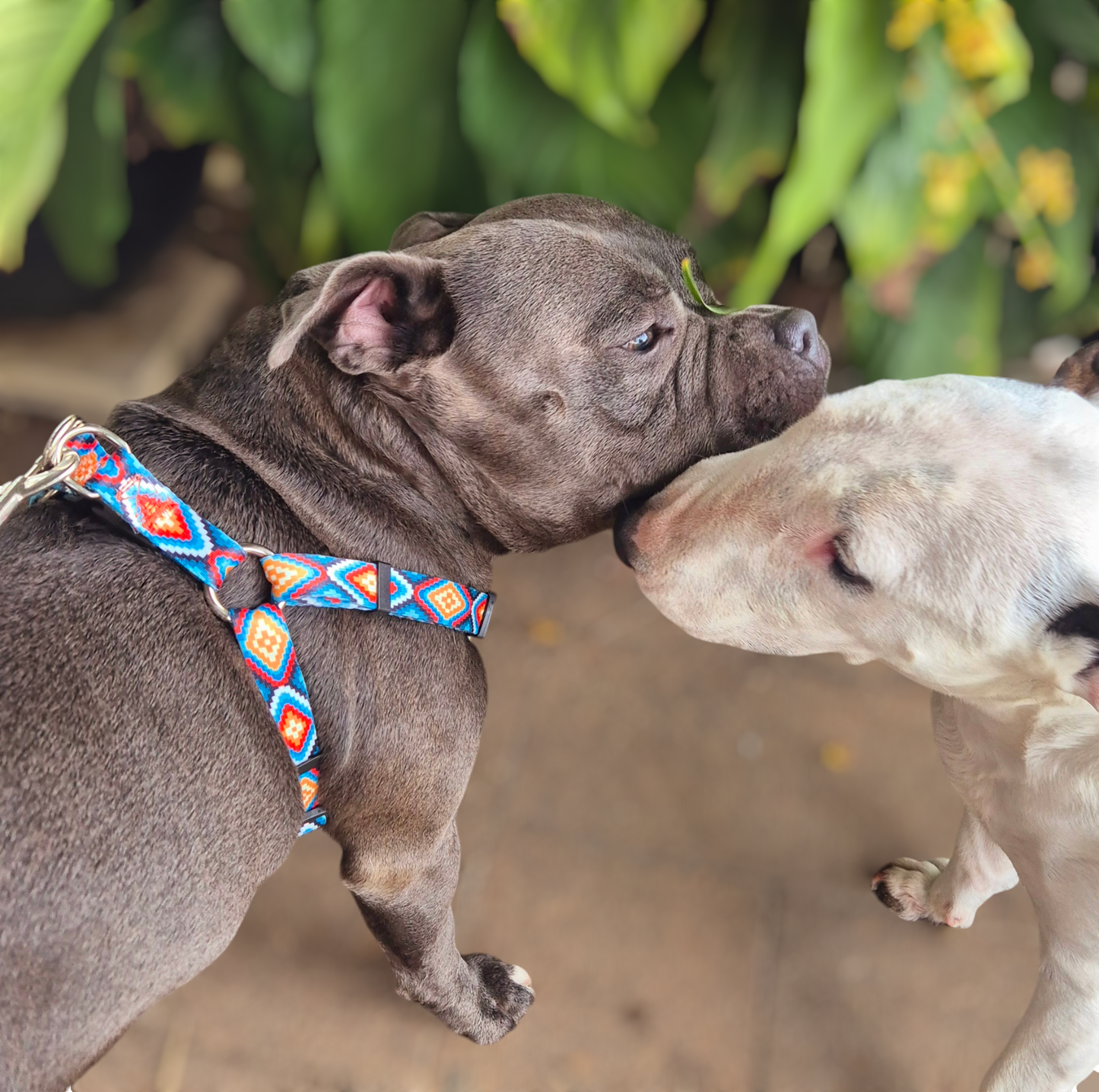 Step In Dog Harness Aztec Print Mini Mabel