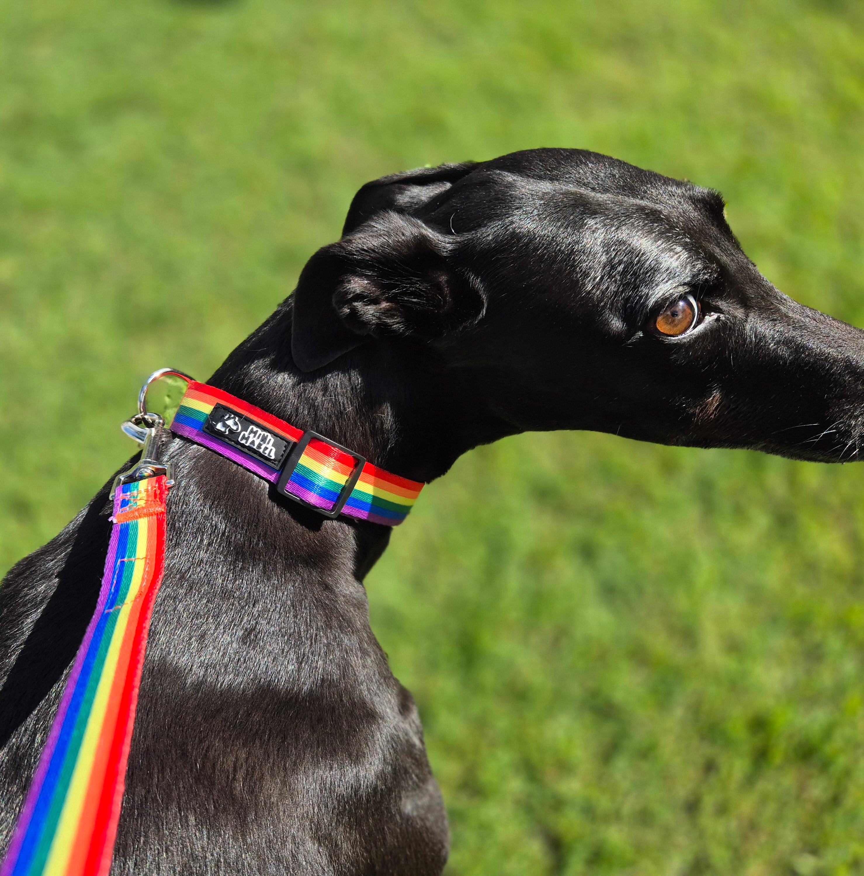 Rainbow Dog Collar and Rainbow Dog Lead Mini Mabel