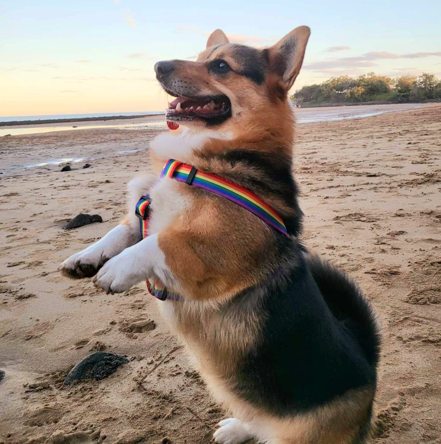 Rainbow Dog Harness Mini Mabel