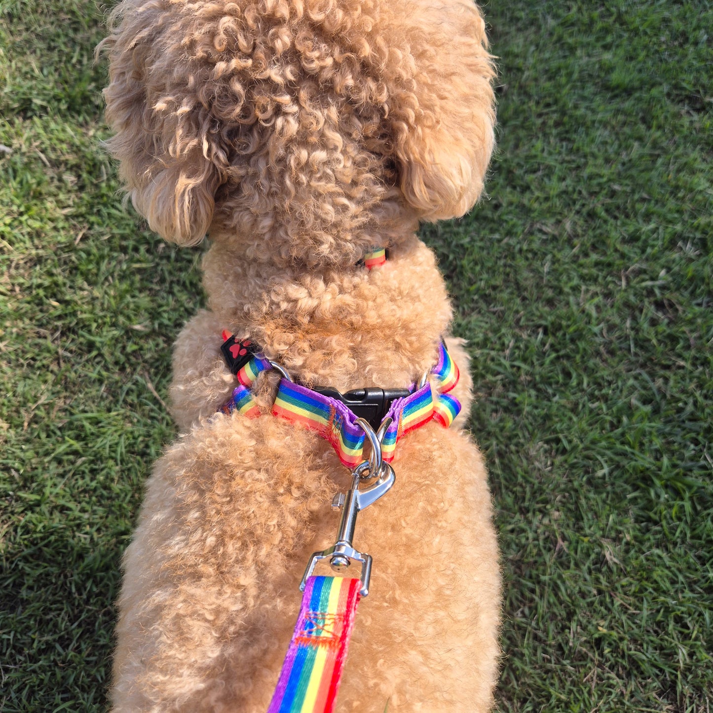 Rainbow Dog Harness Mini Mabel