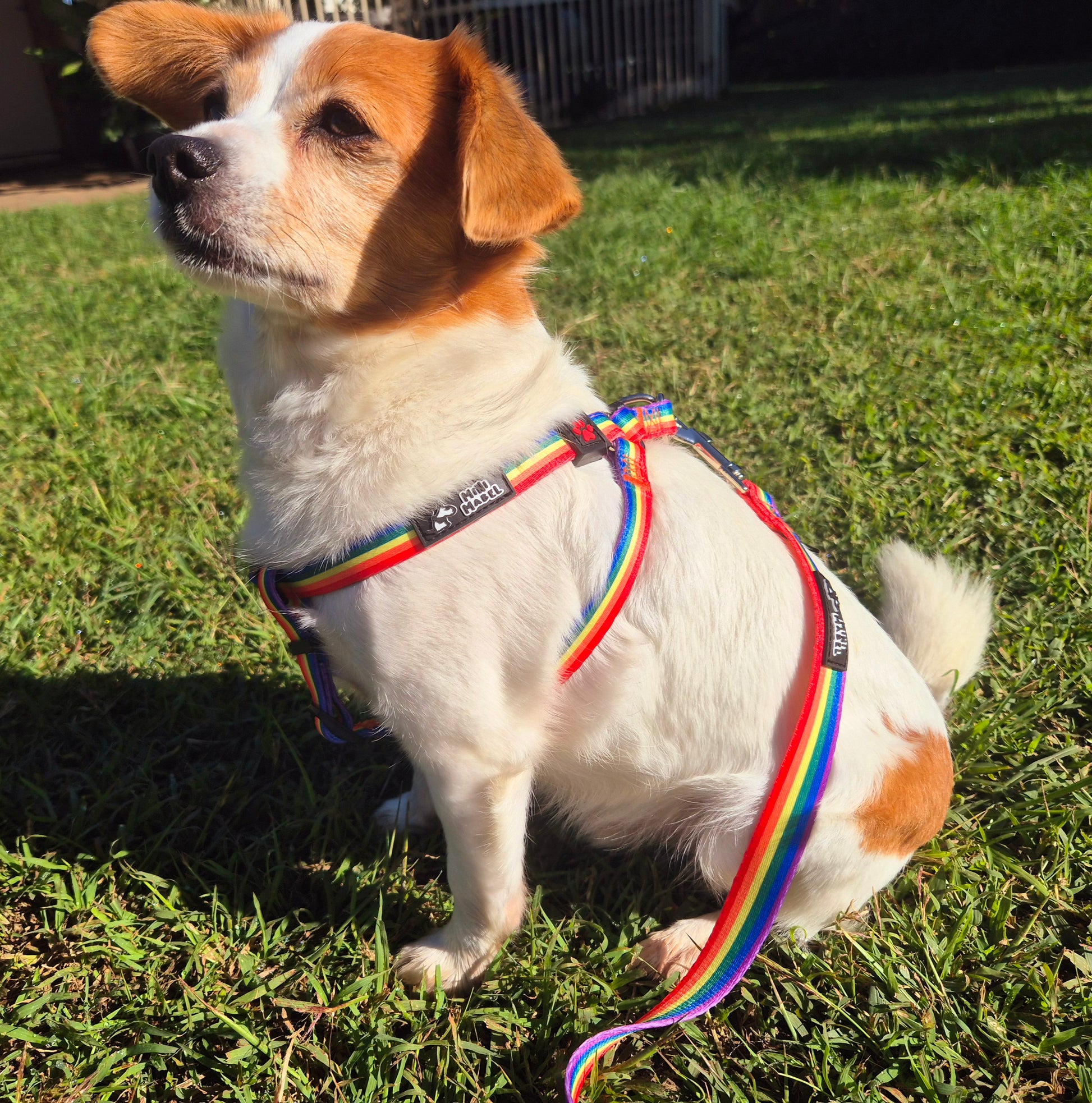 Rainbow Dog Harness Mini Mabel