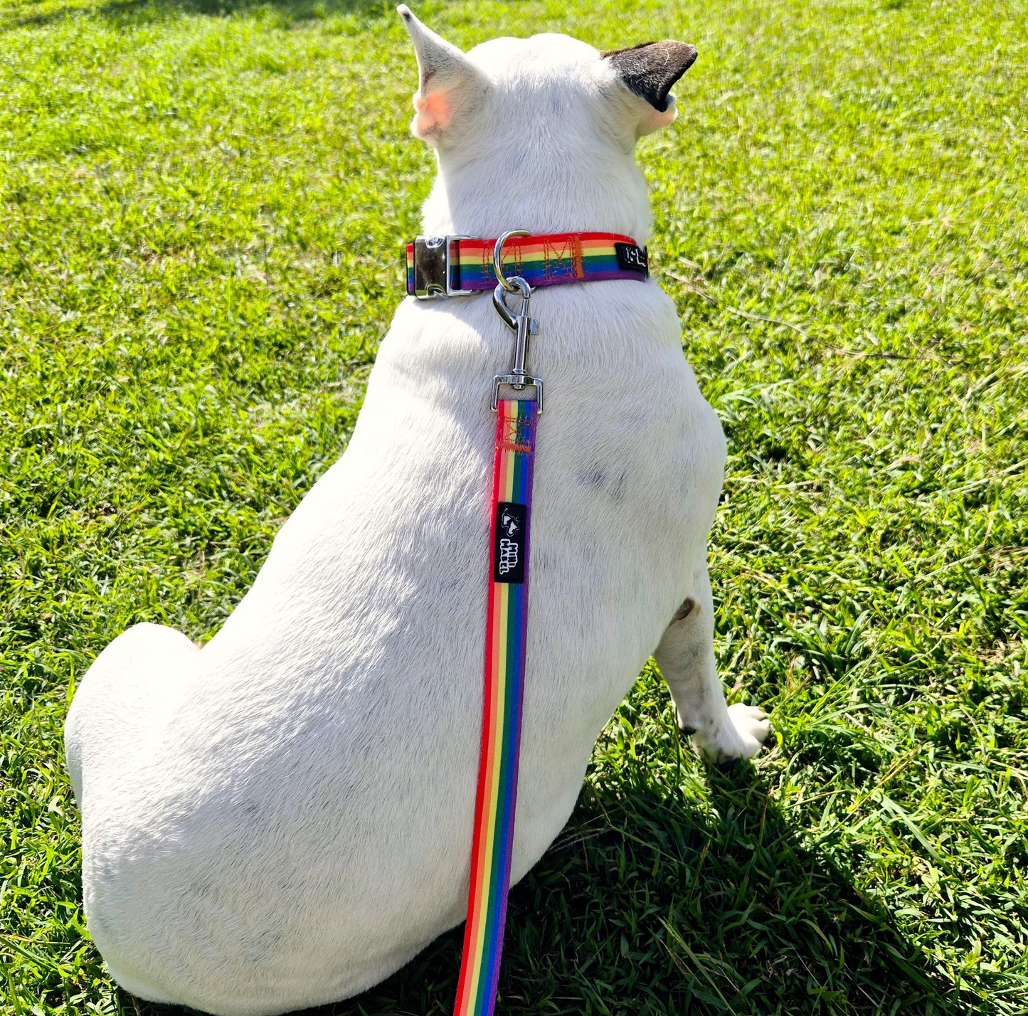 Rainbow Dog Collar and Rainbow Dog Lead Mini Mabel