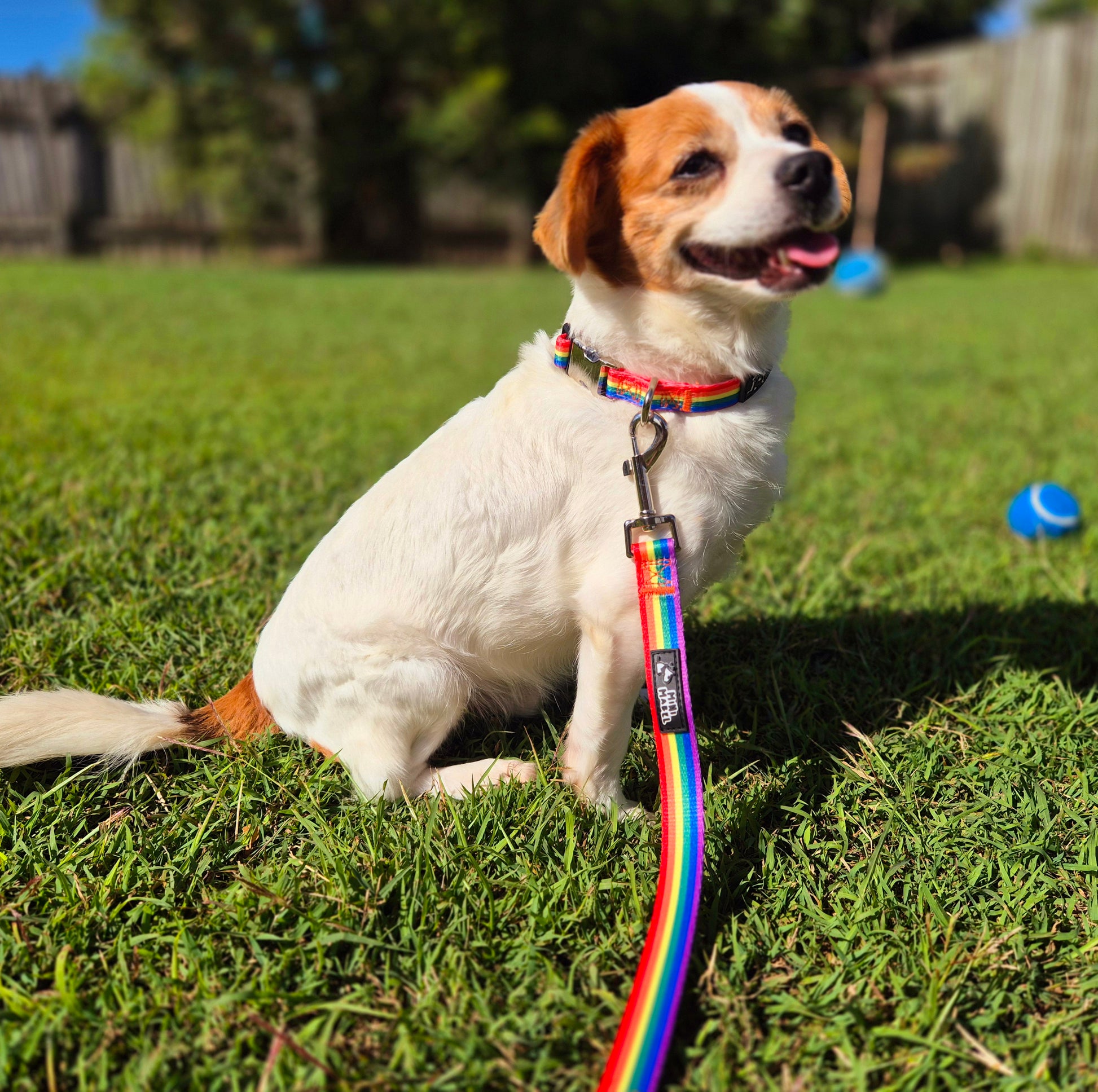 Rainbow Dog Collar and Rainbow Dog Lead Mini Mabel