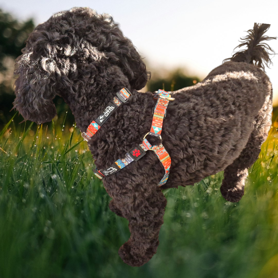 Tribal Dog Harness Blue Orange Mini Mabel