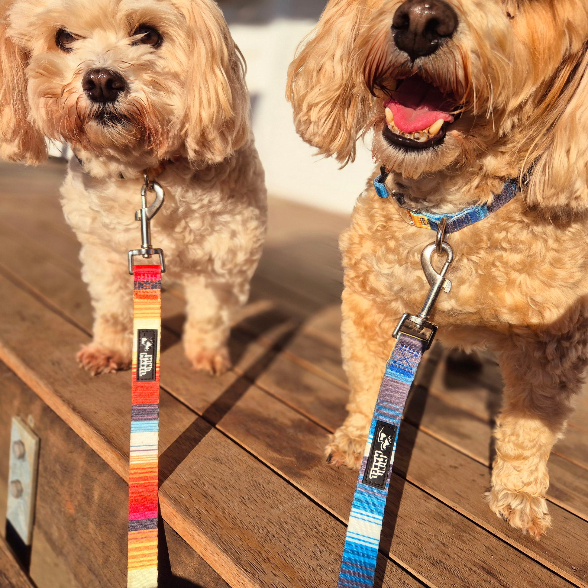 Mini Mabel Orange Dog Collar and Lead Set Sunshine Lollipop