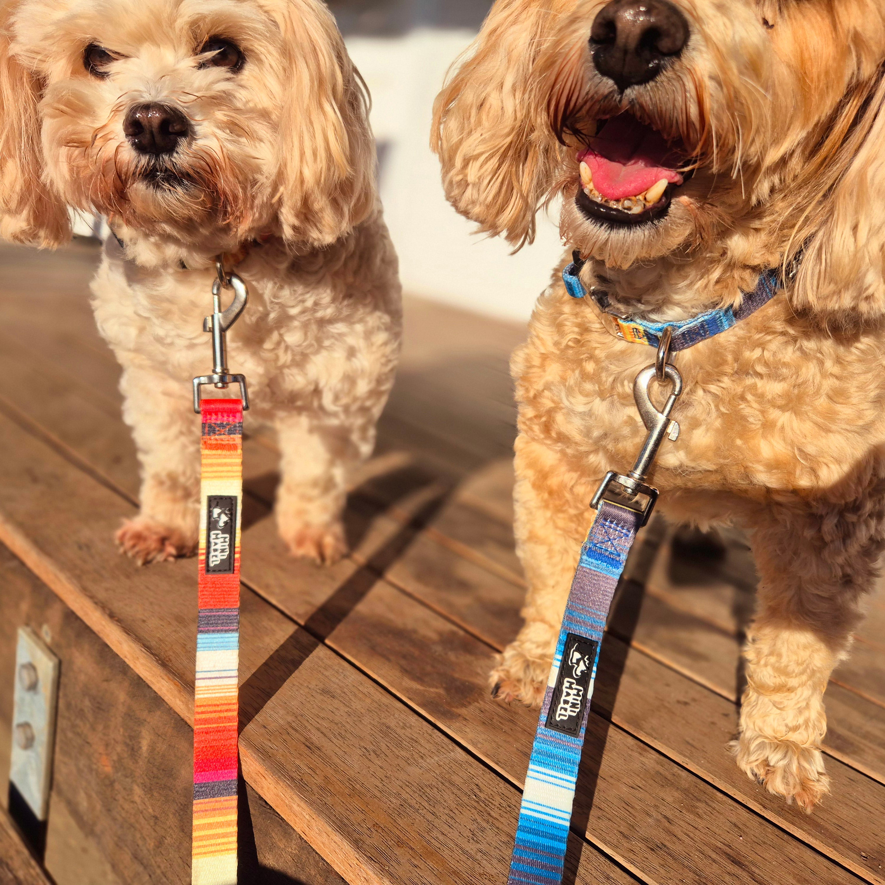 Mini Mabel Orange Dog Collar and Lead Set Sunshine Lollipop